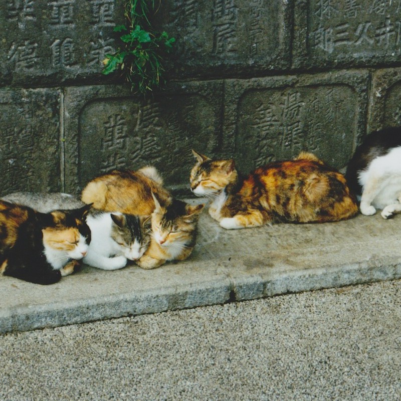 江ノ島の猫達
