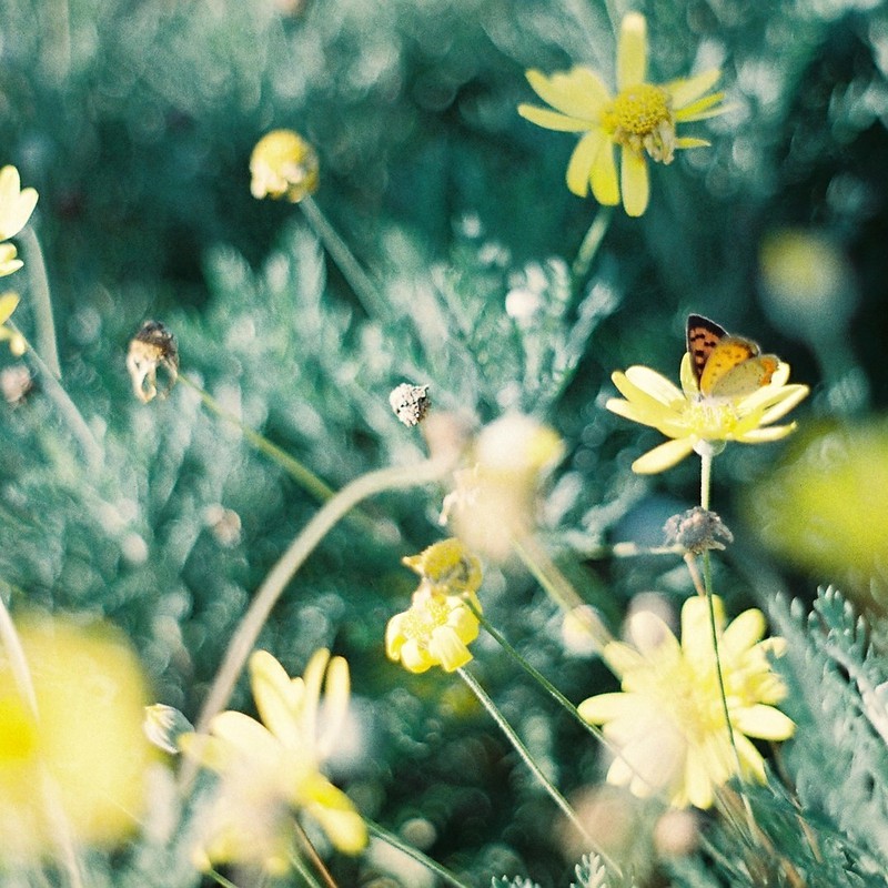 黄色い花に蝶