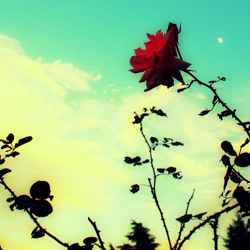 薔薇と月