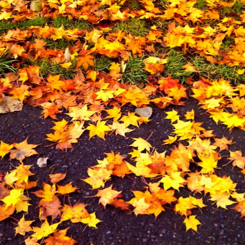 グラデーション紅葉