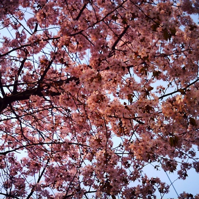 さくら・ゆうがた