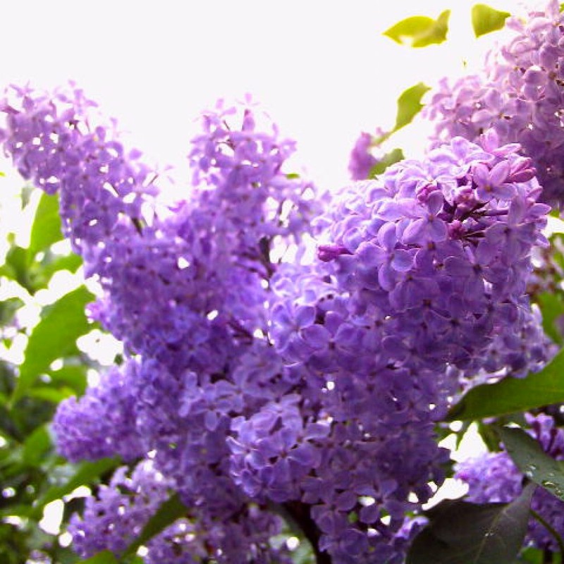 雨降りライラック