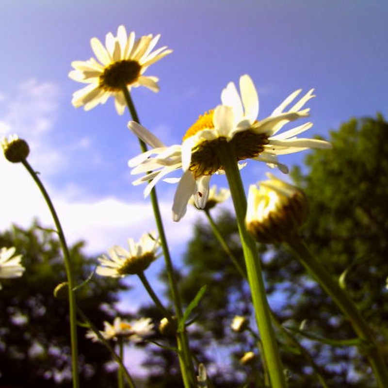 青空デイジー