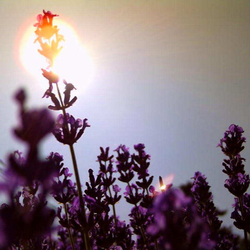 お日様とラヴェンダー
