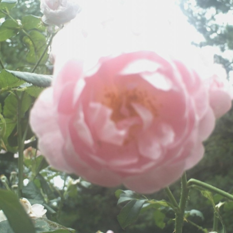 小雨模様な薔薇色