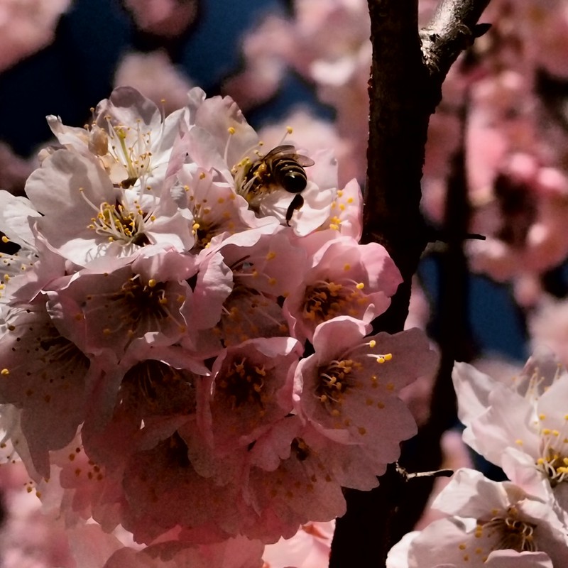 春花2（蜂）