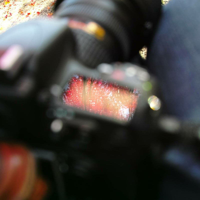 カメラの中の紅葉