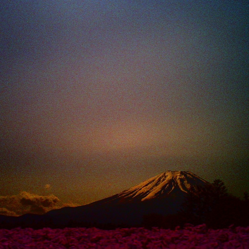 富士 芝桜
