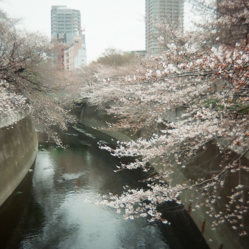 ２０１１年、桜＠神田川の面影橋