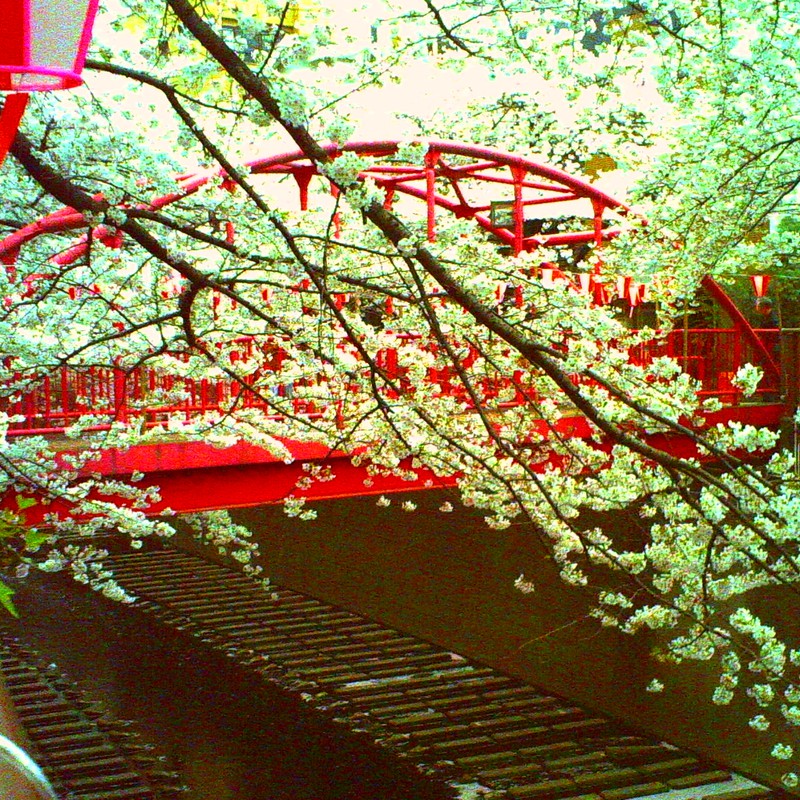 ２０１１年、桜＠目黒川と中の橋