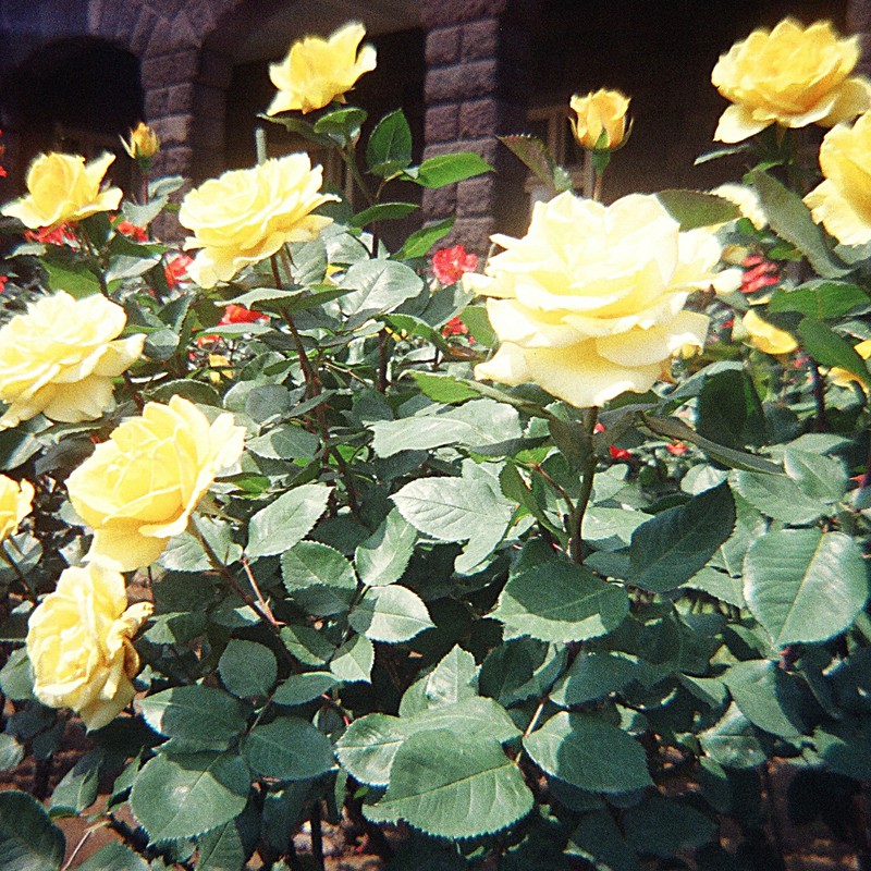 旧古河庭園のバラ(黄)2011.05