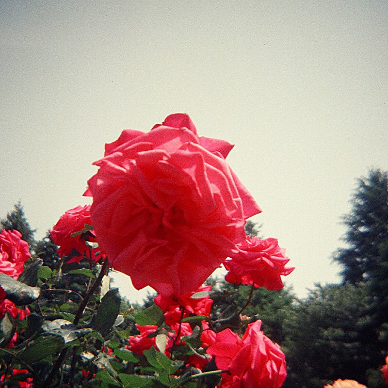 旧古河庭園のバラ(ピンク)2011.05