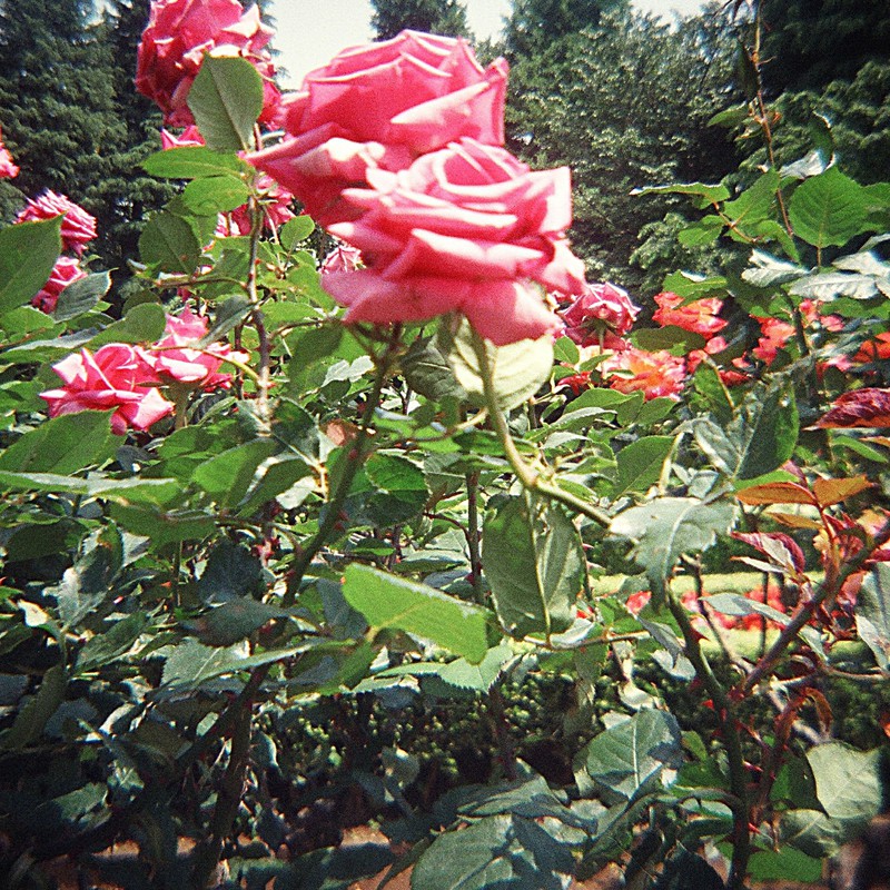 旧古河庭園のバラ(ピンク)2011.05