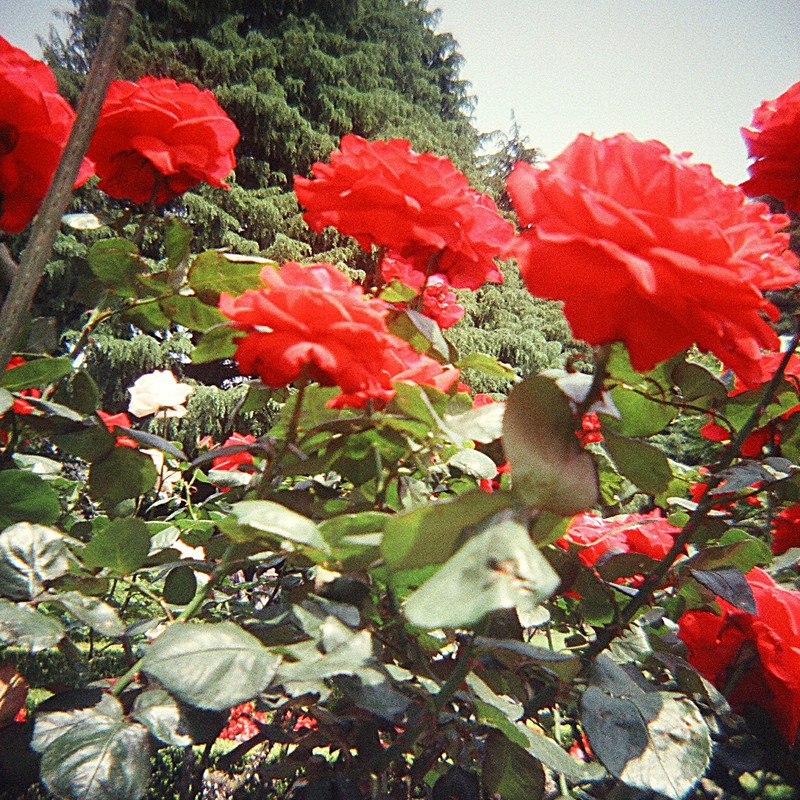 旧古河庭園のバラ(赤)2011.05