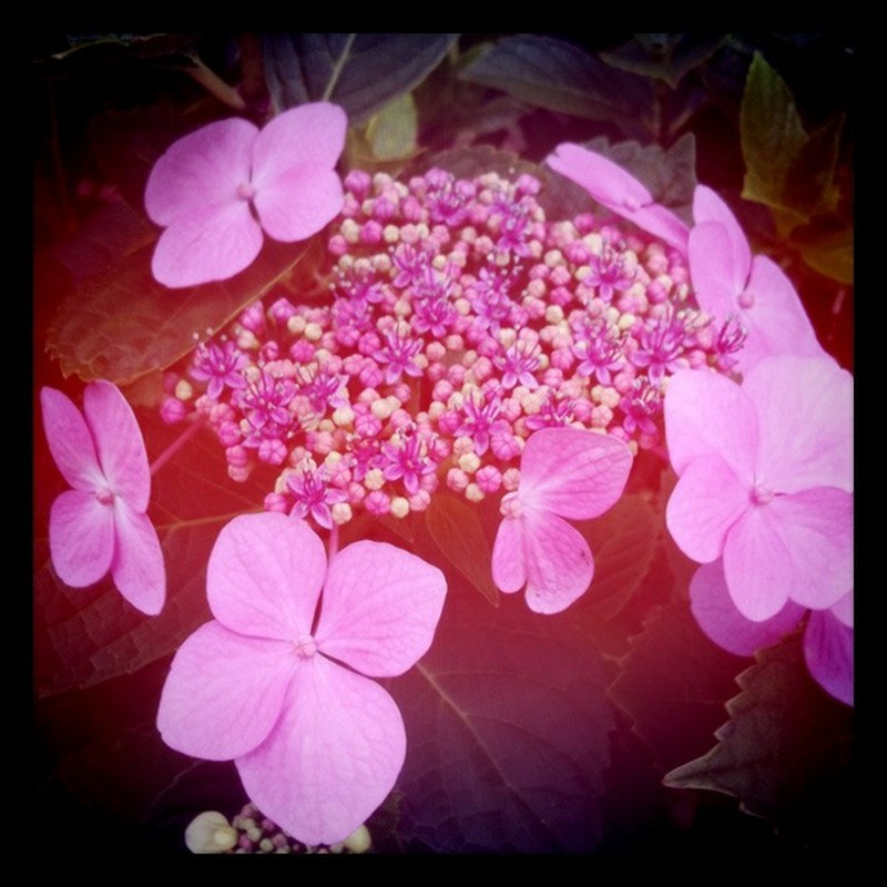 染めた紫陽花