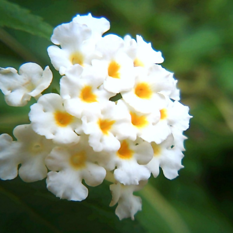 白い花_2010.09.01