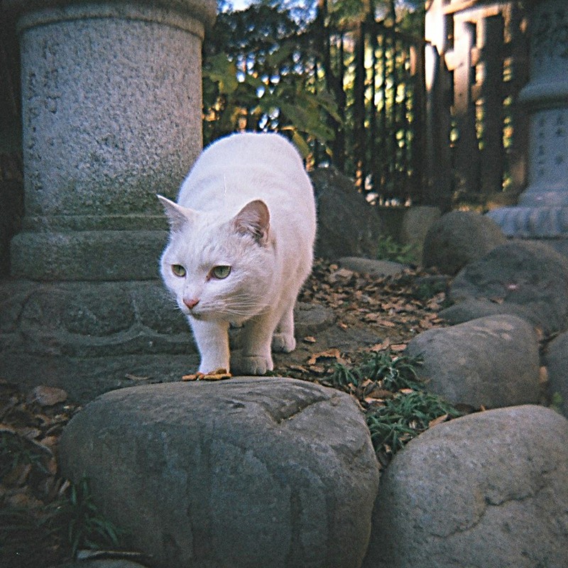 神社の白猫さん、見つめる視線の先は