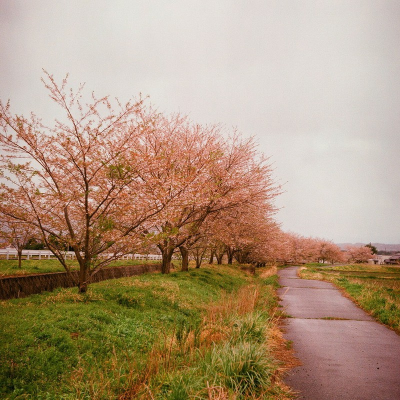 桜並木　