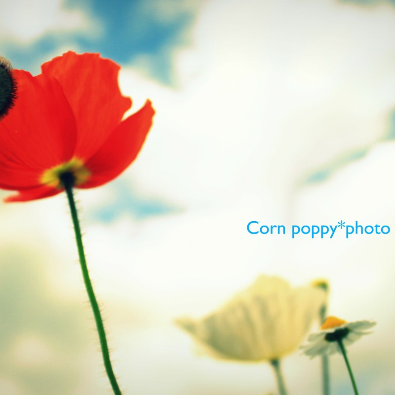 Corn poppy*