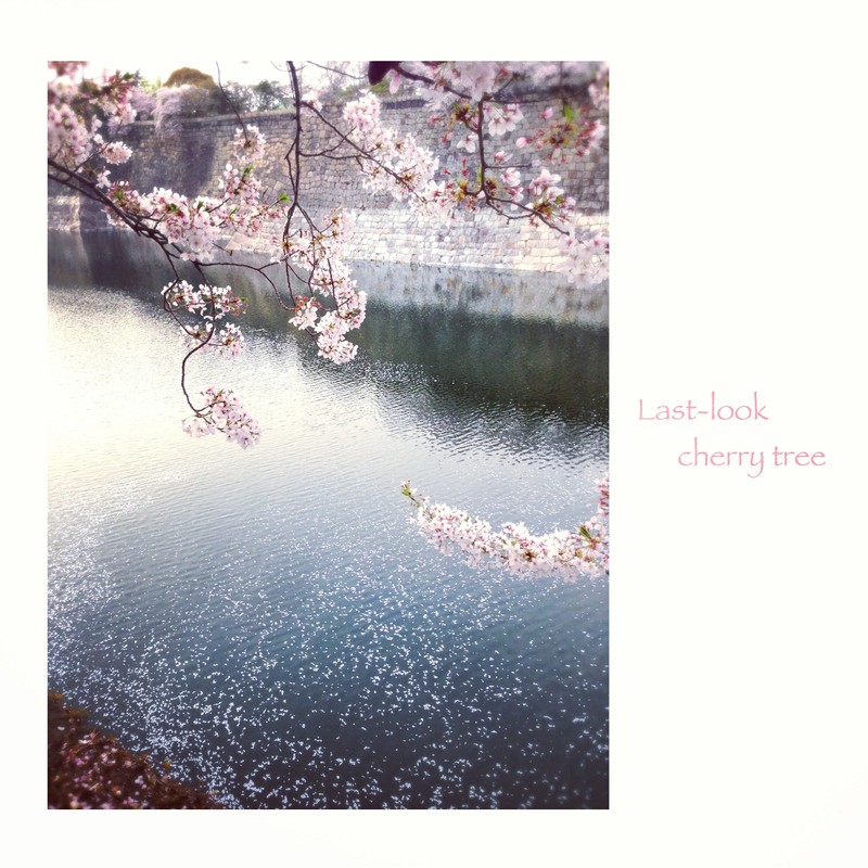 大阪城桜祭り*