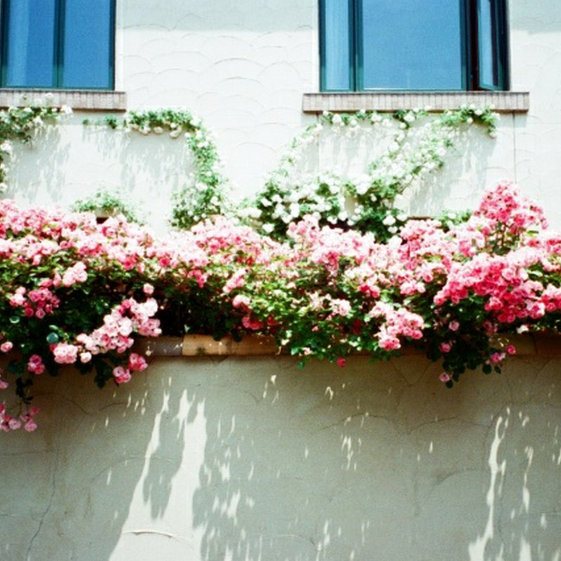 薔薇の家 塀から溢れる薔薇たち