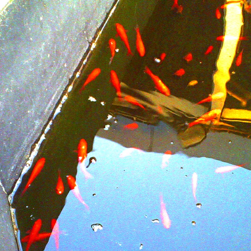屋上の金魚