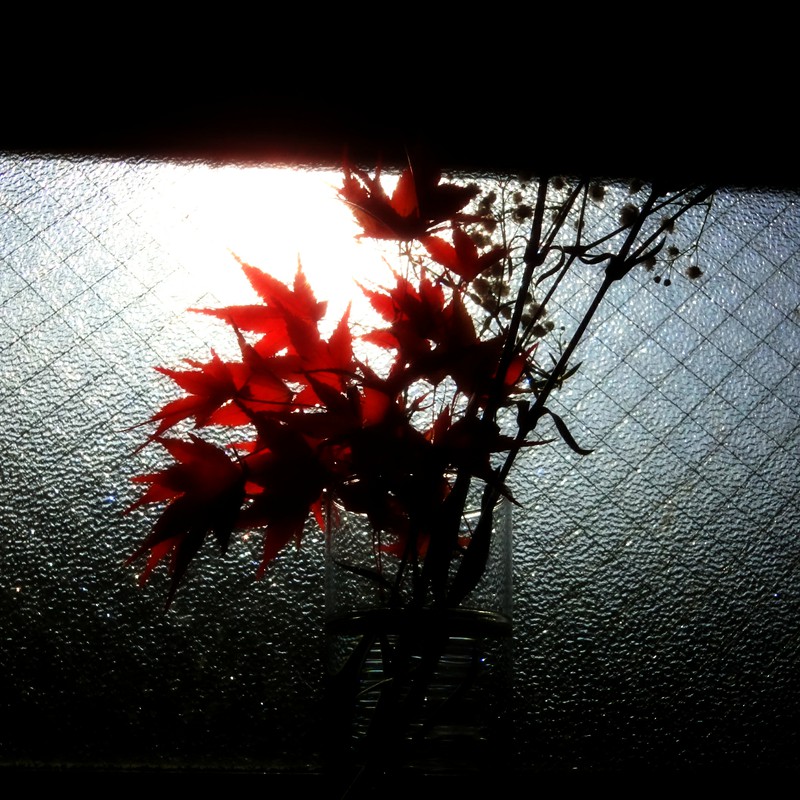 窓辺においてある秋
