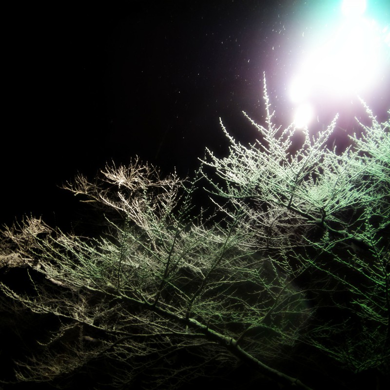 照明に照らされた冬木