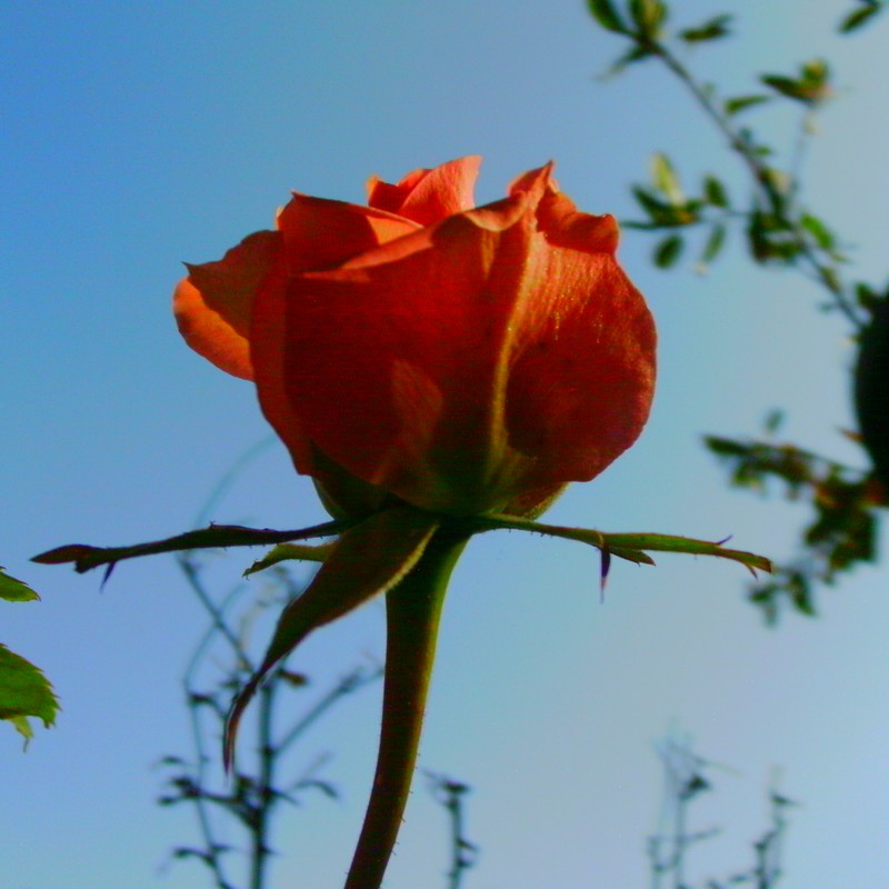 薔薇と空