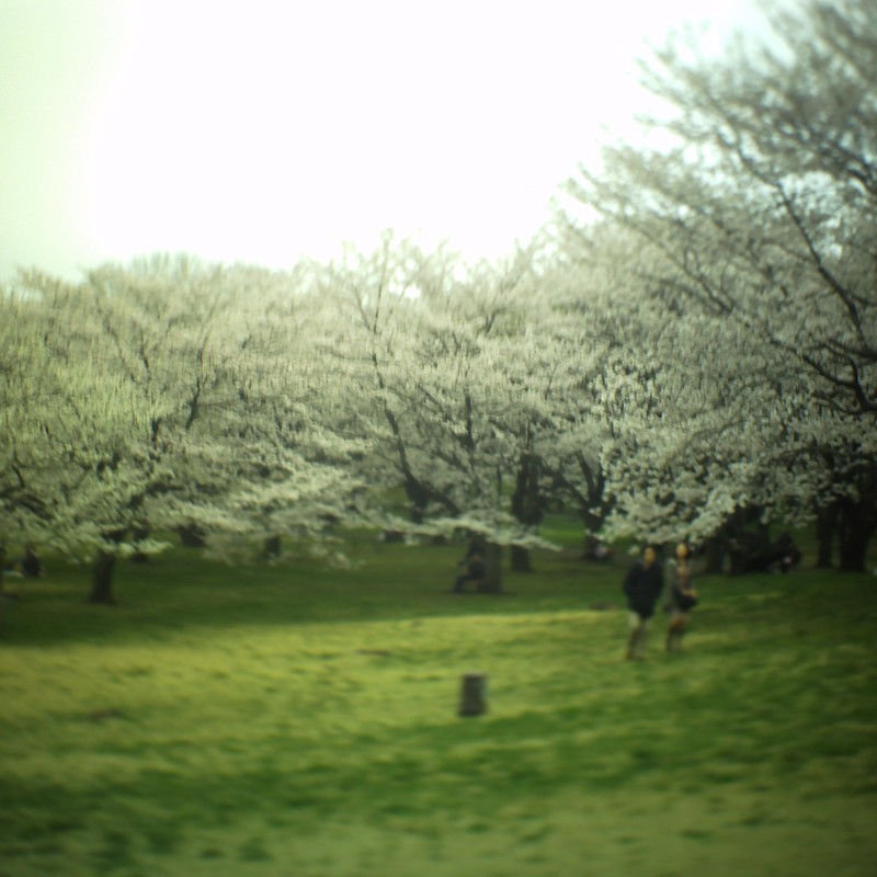 桜集合！