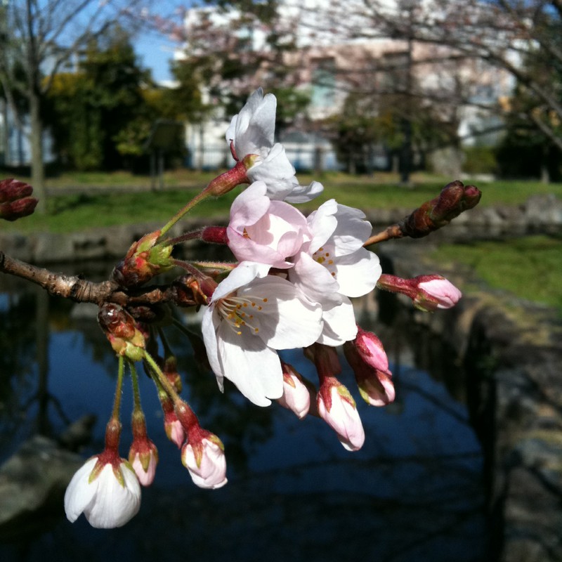 桜2010