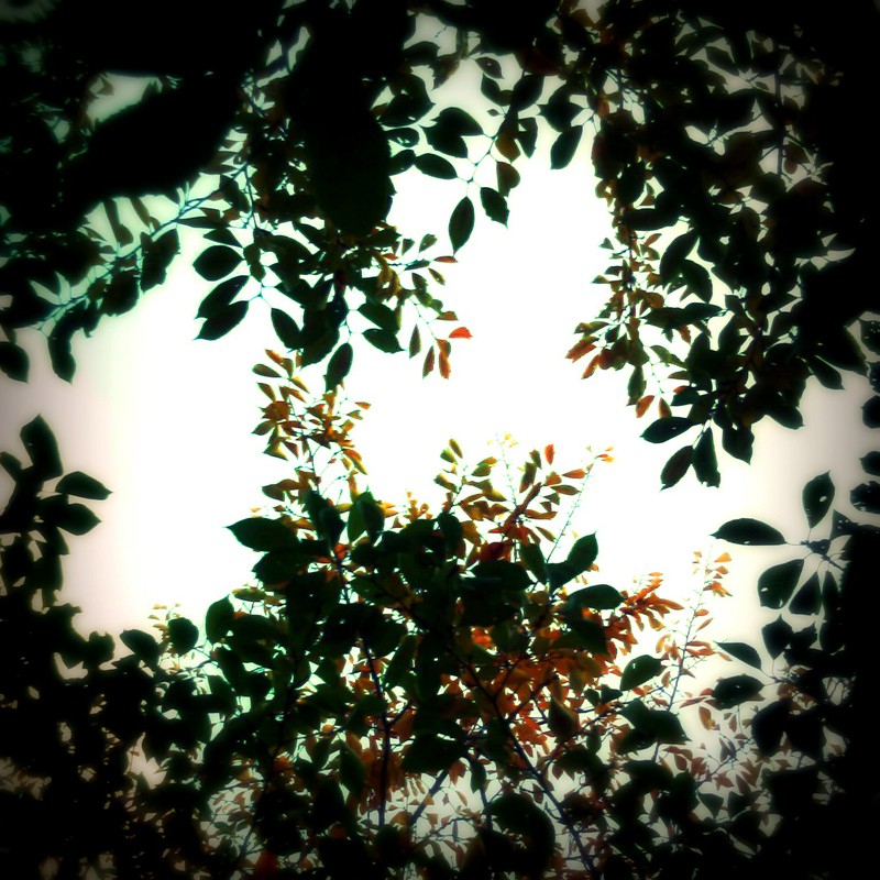 紅葉始めました