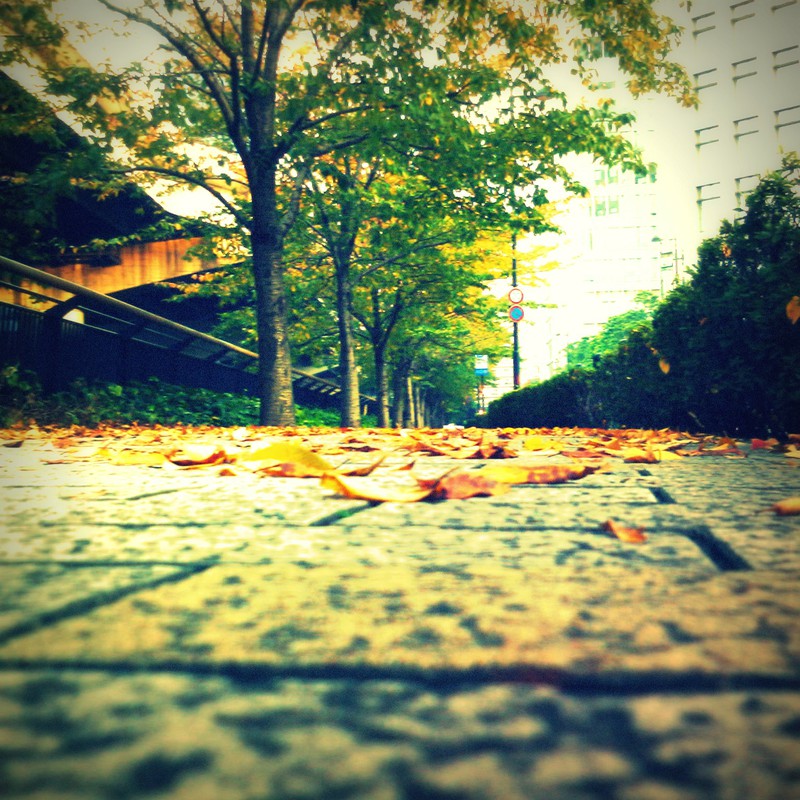 落ち葉が増えましたね