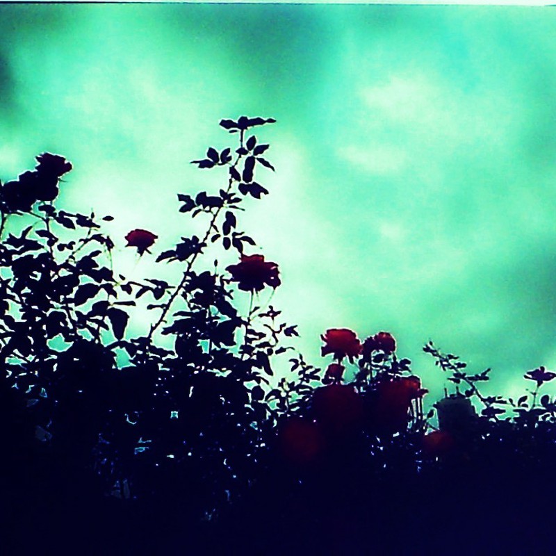 冬でもキレイに咲く花②