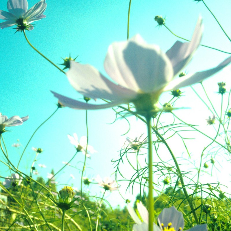 舞い上がれ空へ