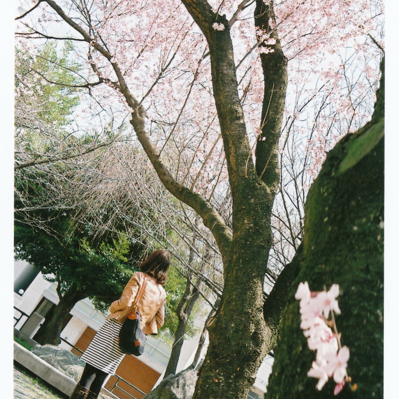 桜の下で(2）