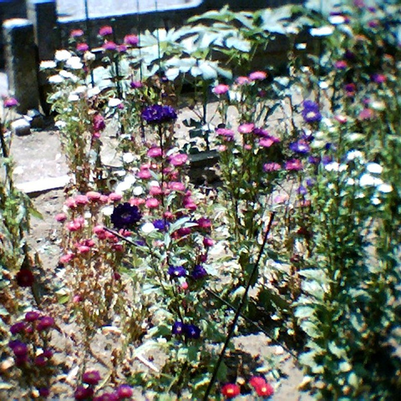 夏の花壇
