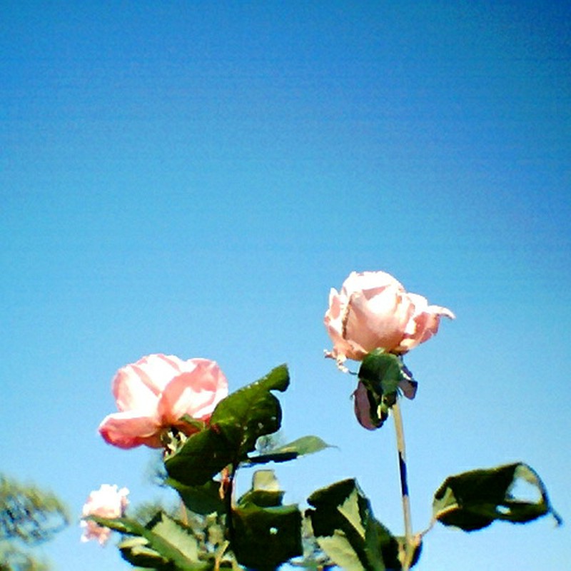 青い空とバラ