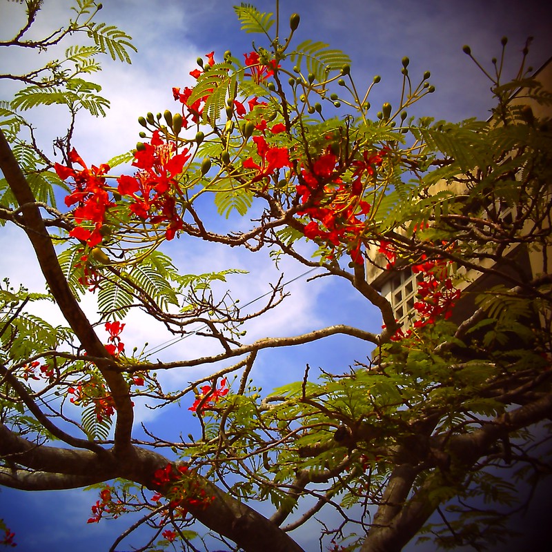 空にアロハシャツ!!