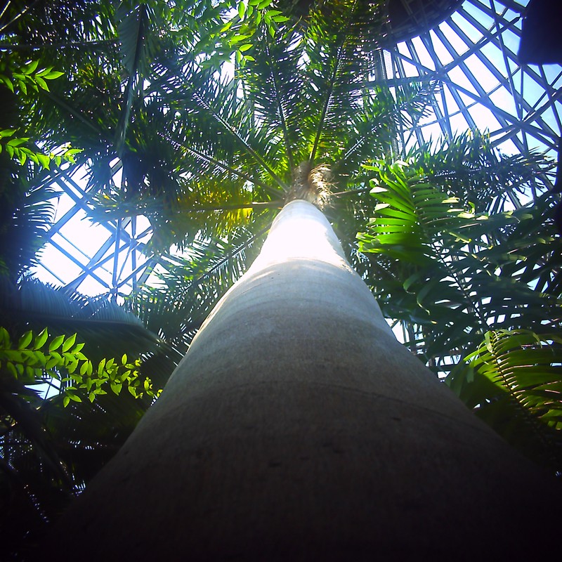 bigbigbig palm tree