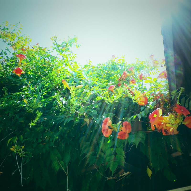 眩しい夏の日差し