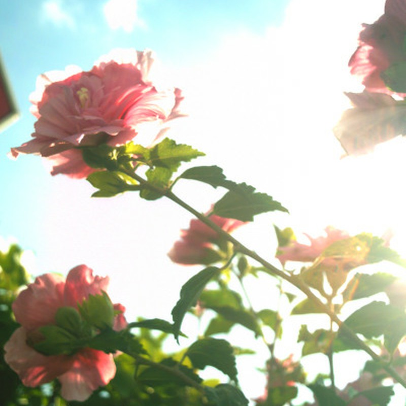 太陽に照らされて