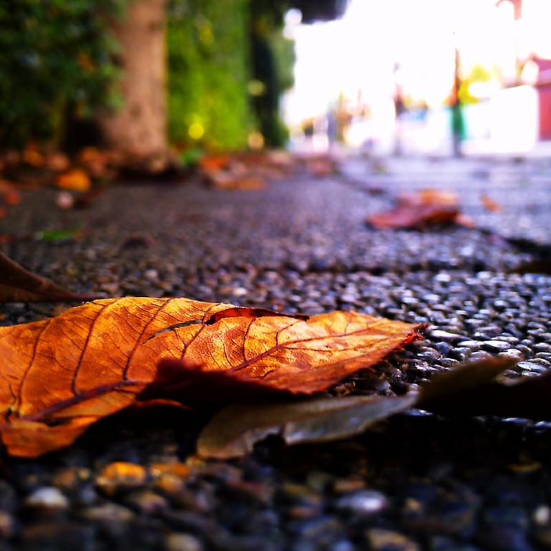 落葉の路
