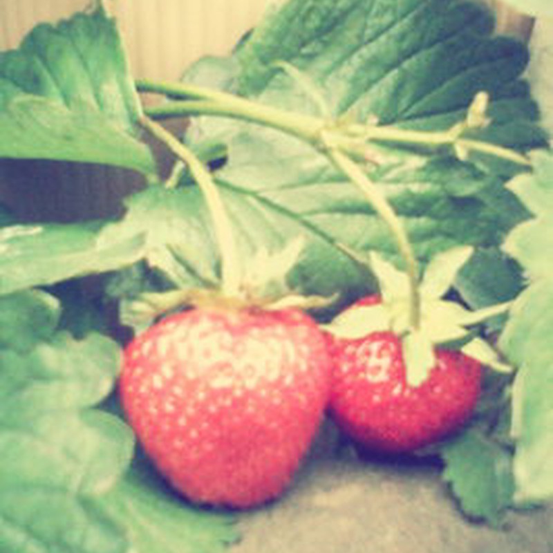 Strawberry