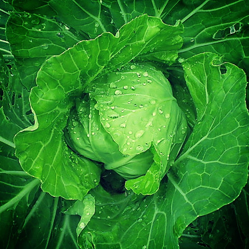 Lush cabbage