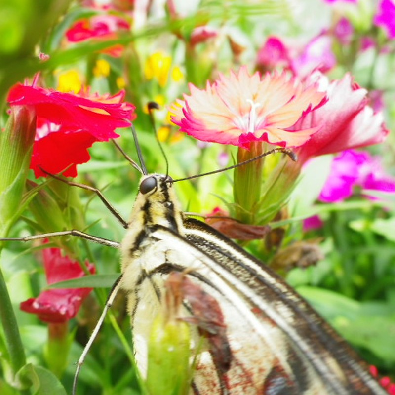 キアゲハの訪問