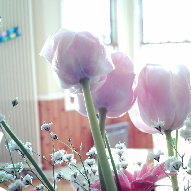 Tulip had a pale color