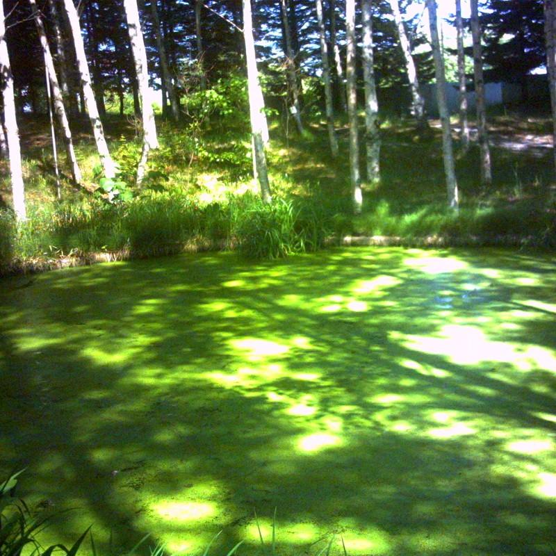 緑の泉