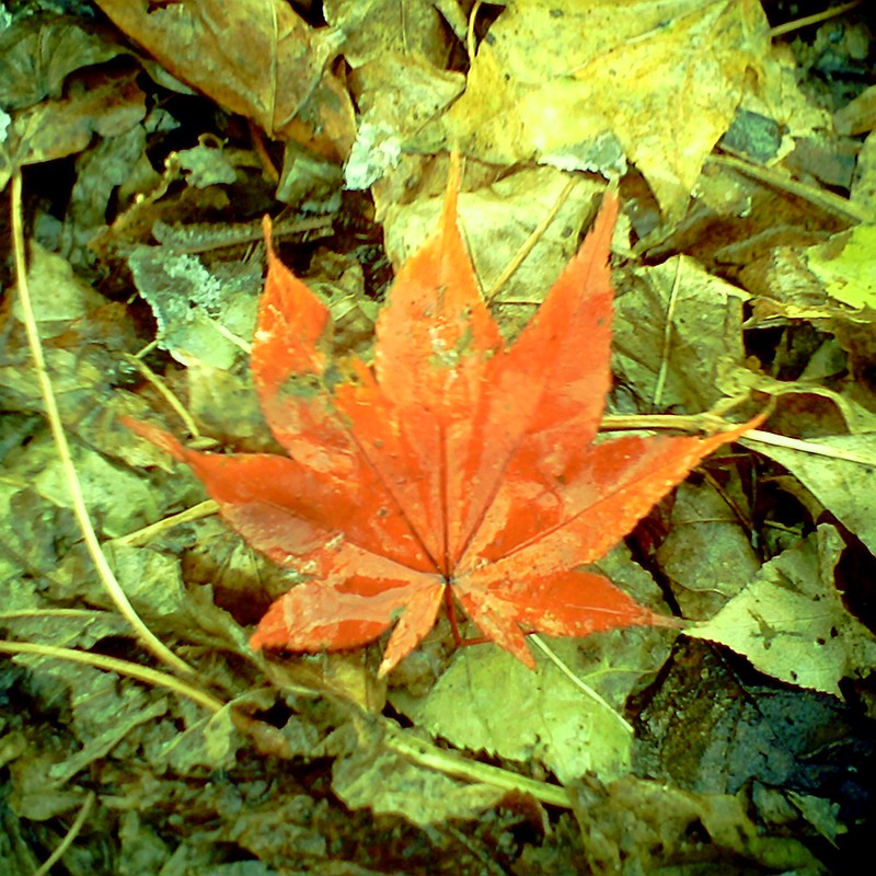 落ち葉
