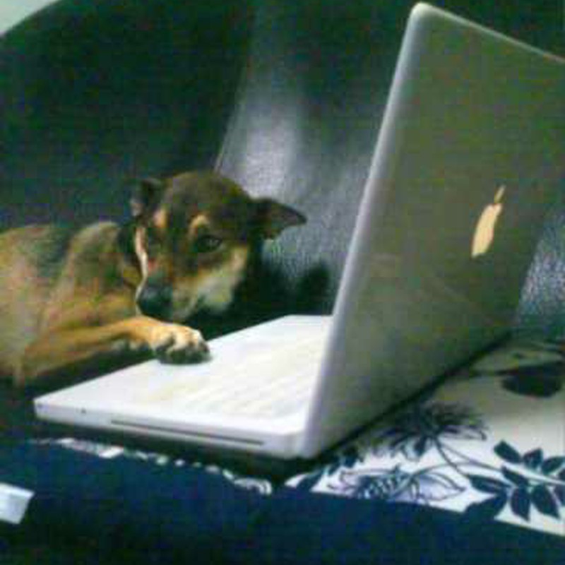 Dog want to play notebook